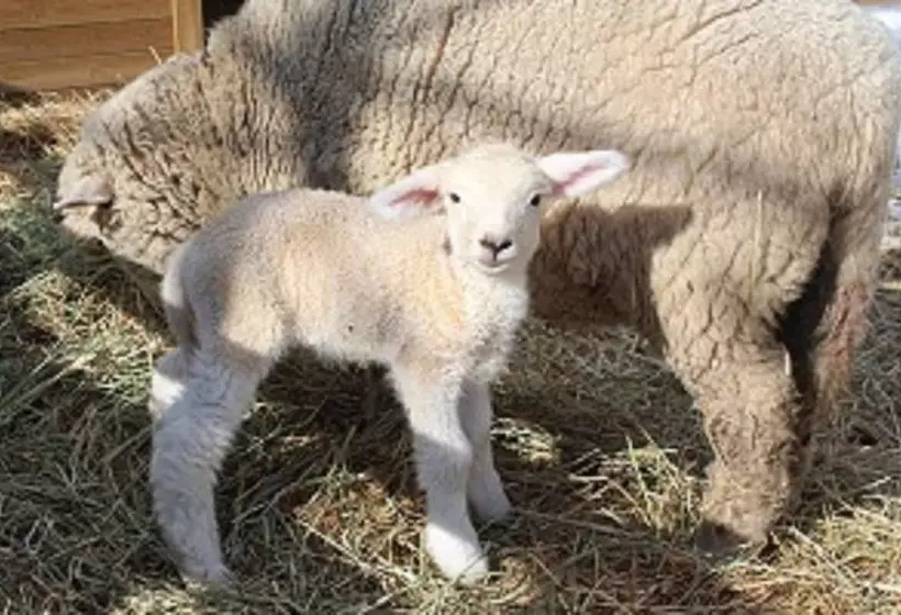 Fotos del hotel Kensington  Pyeongchang:  9