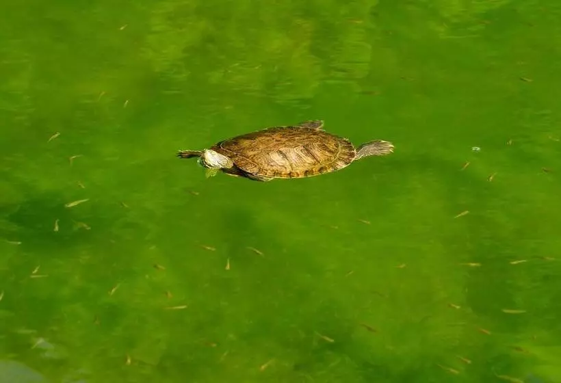 Fotos del hotel Yellow Alvor Garden - All Inclusive:  8