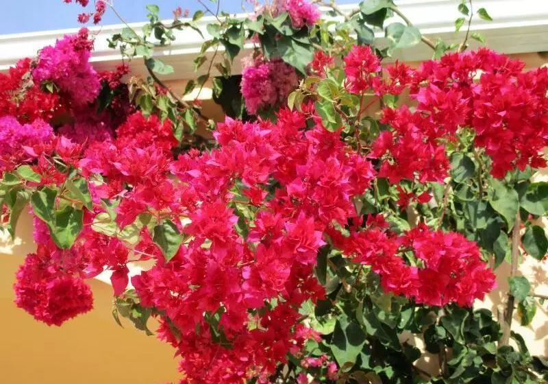 Fotos del hotel Monte dos Avos:  13