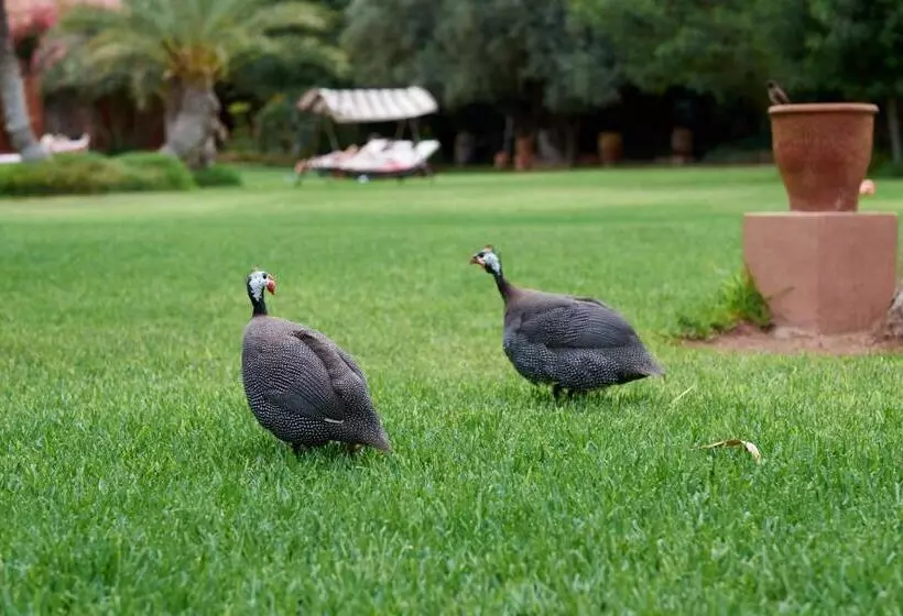 Fotos del hotel Dar Ayniwen Garden  & Bird Zoo:  5