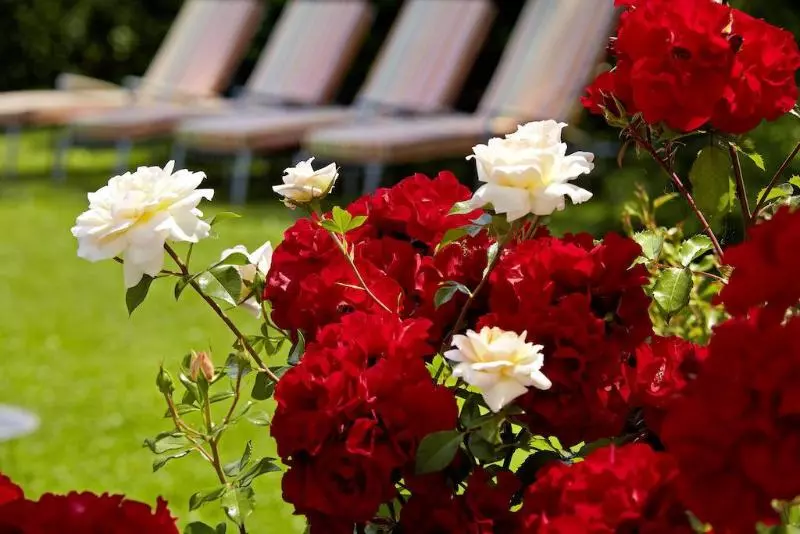 Fotos del hotel Hirschen In Freiburg-lehen:  3