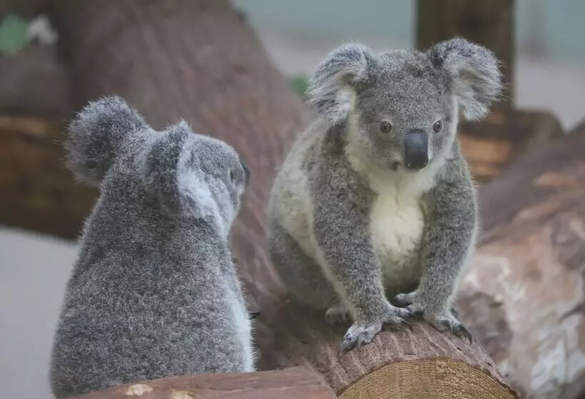Fotos del hotel Jr Kyushu  Kagoshima:  8
