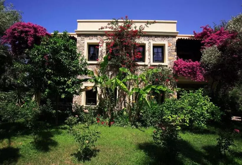 Fotos del hotel Zeytinada:  12