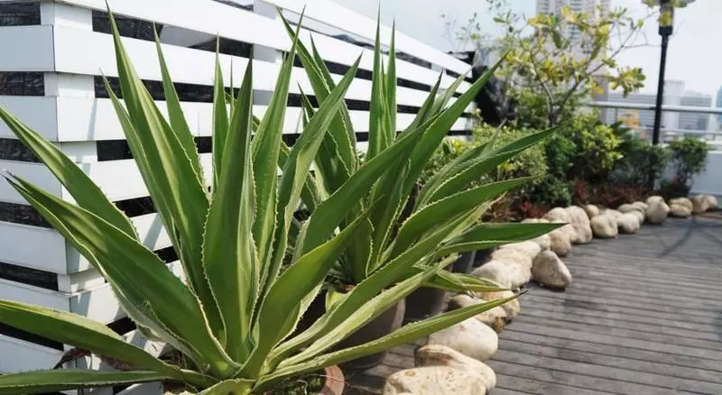 Fotos del hotel Icheck Inn Mayfair Pratunam:  5