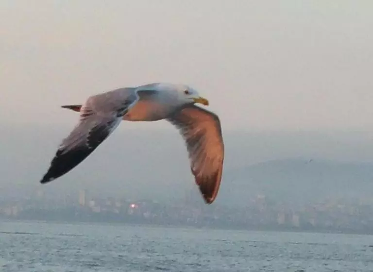 Fotos del hotel Villa Sphendone Suites:  5