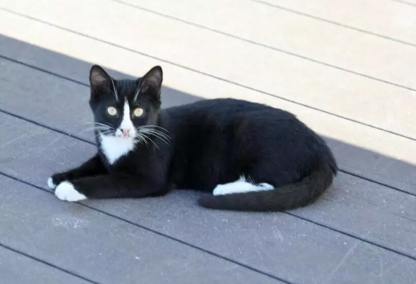 Fotos del hotel Villa Sphendone Suites:  9