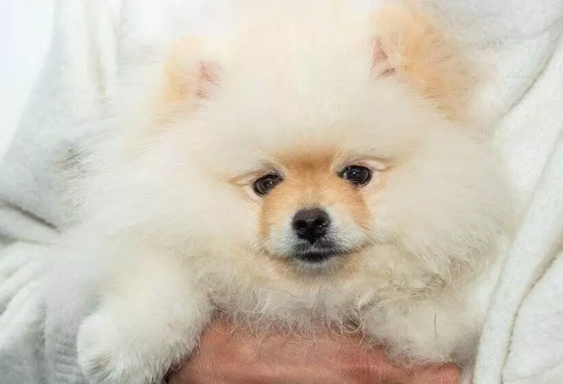 Fotos del hotel Ghl Collection 93:  5