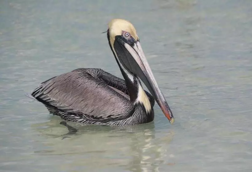 Fotos del hotel Casa Blatha Holbox:  6