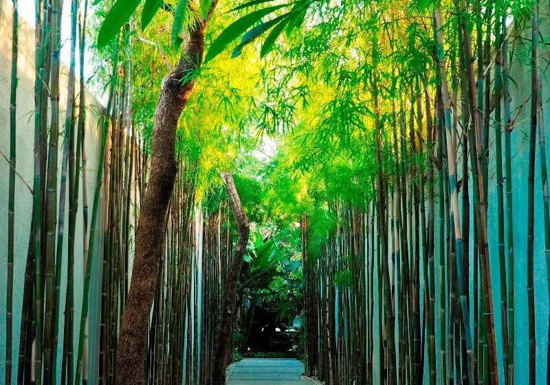 Fotos del hotel The Amala:  21