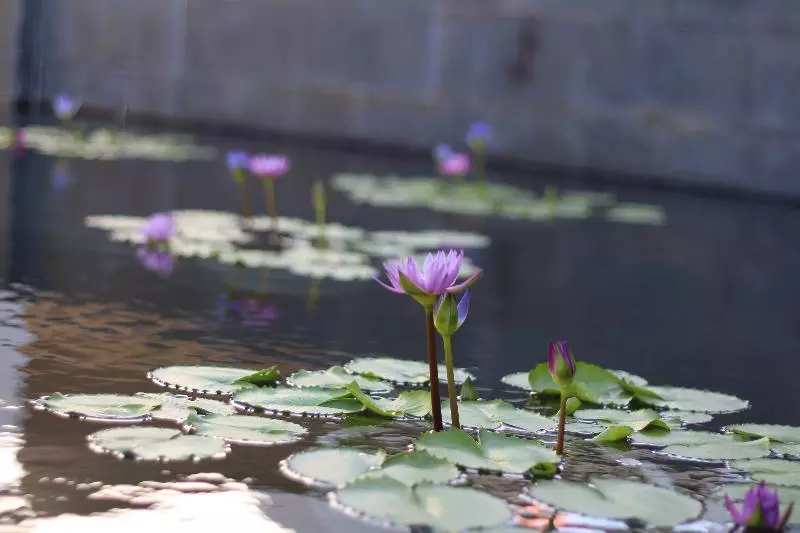 Fotos del hotel Pullman Danang Beach Resort:  12