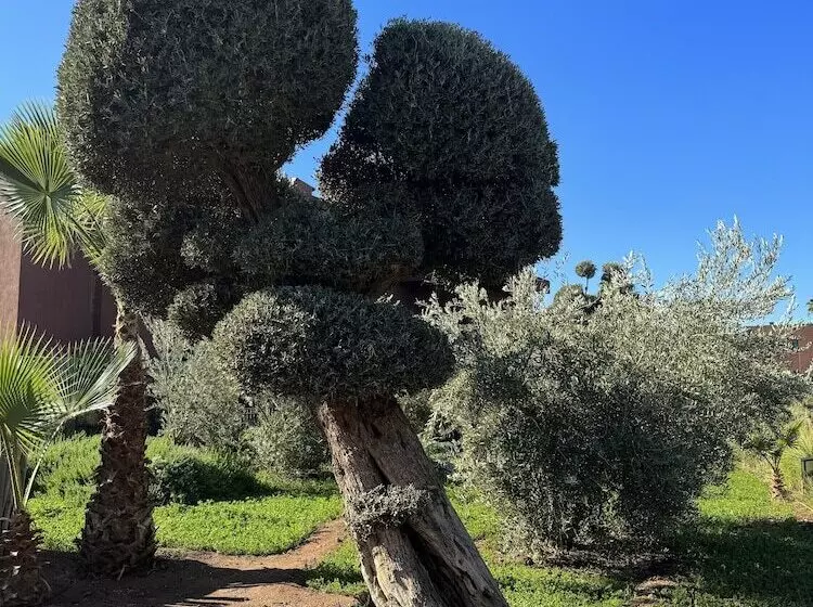 Fotos del hotel Fellah:  18