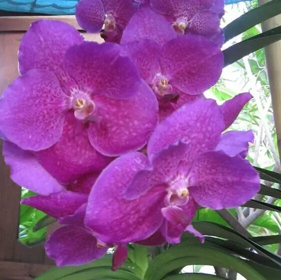 Fotos del hotel Oriental Siam Resort:  9