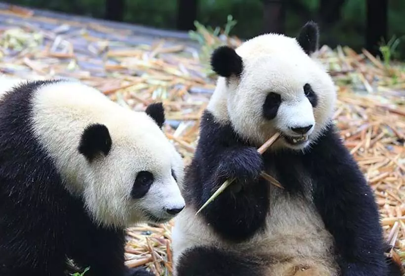 Fotos del hotel Crowne Plaza Chengdu West, An Ihg:  5