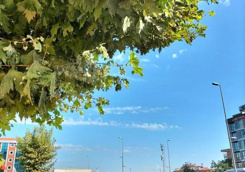 Fotos del hotel Istanbul Dedem Hotel 1:  7