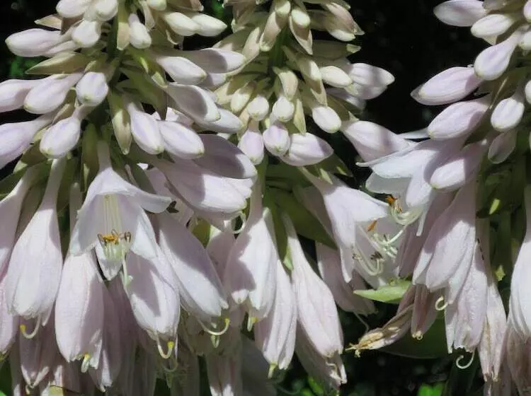 Fotos del hotel Alegria:  10