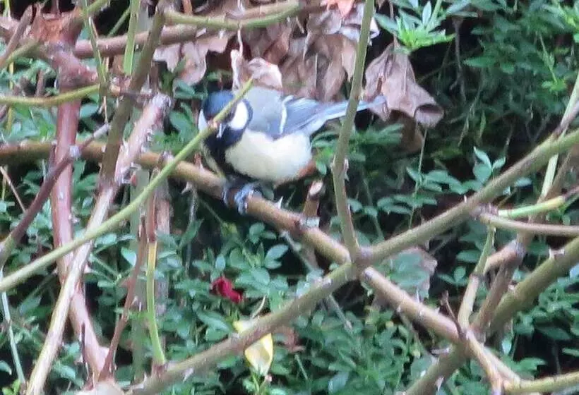 Fotos del hotel Alegria:  8