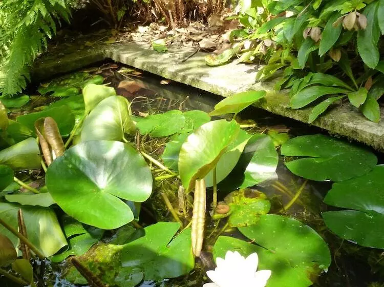 Fotos del hotel Alegria:  5