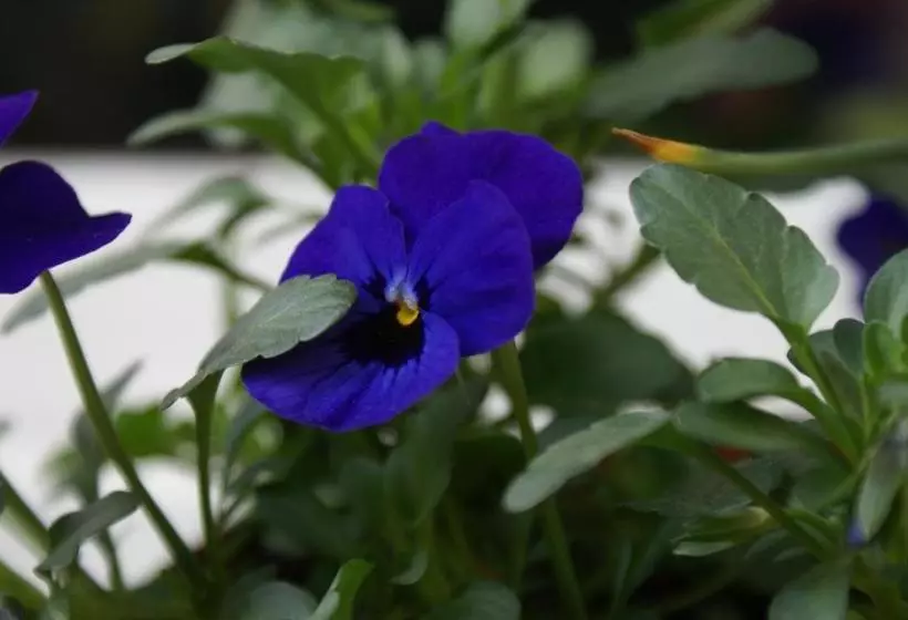 Fotos del hotel Pawlovnia:  8