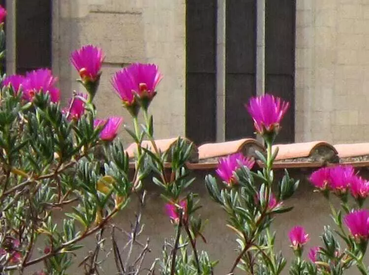 Fotos del hotel Meublè Santa Chiara Suite:  5