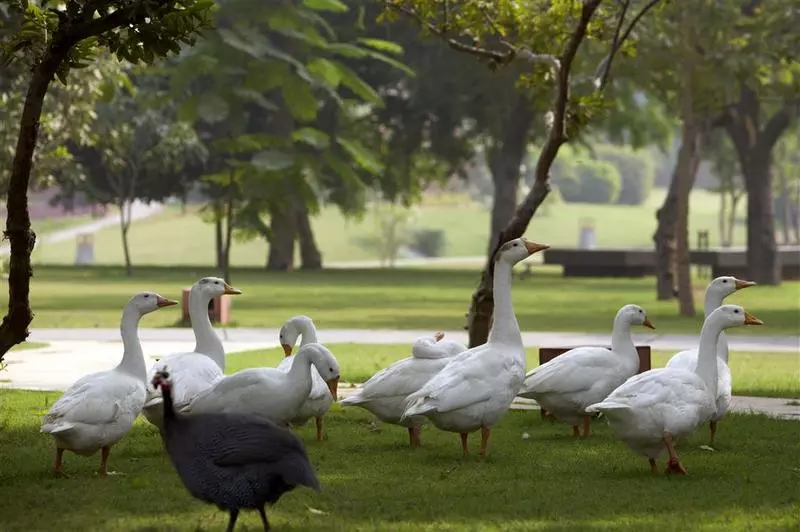 Fotos del hotel The Westin Sohna Resort & Spa:  17