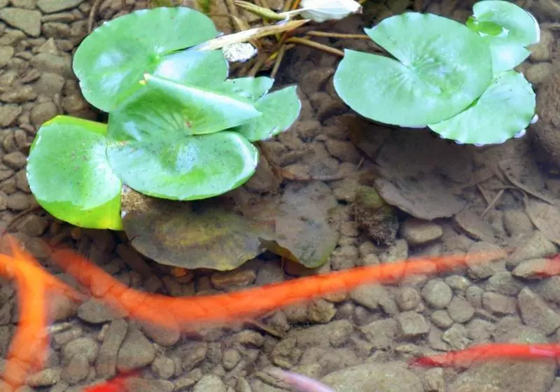 Fotos del hotel Maternushaus:  24