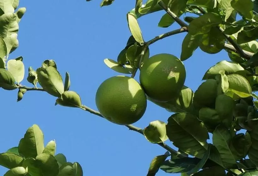 Fotos del hotel Lemon Creek Hotel Resort:  8