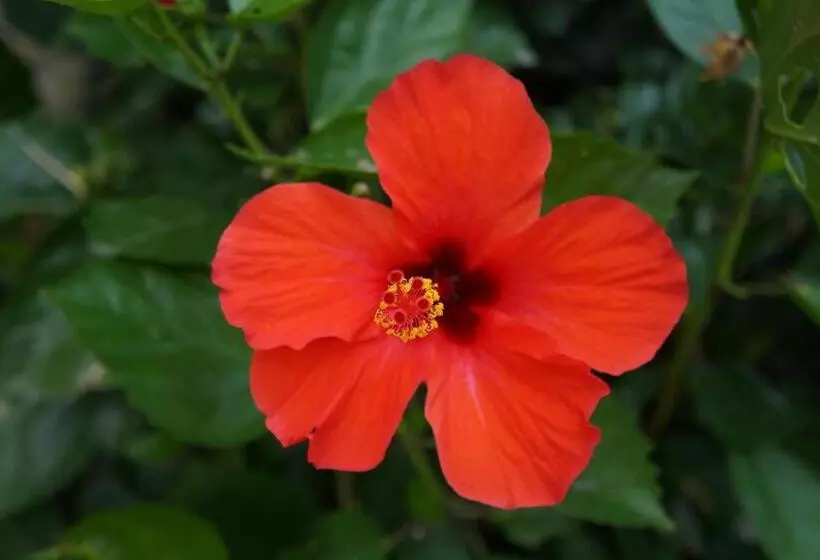 Fotos del hotel Lemon Creek Hotel Resort:  11