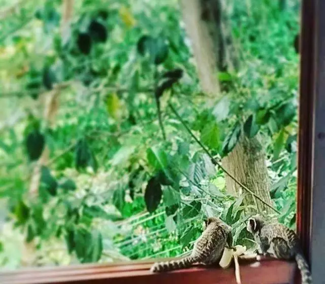 Fotos del hotel Les Jardins De Rio Boutique:  5