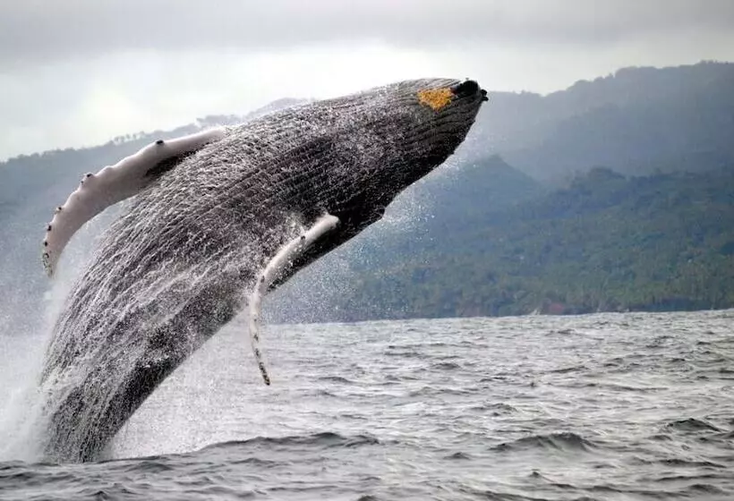 Fotos del hotel Aluge:  8