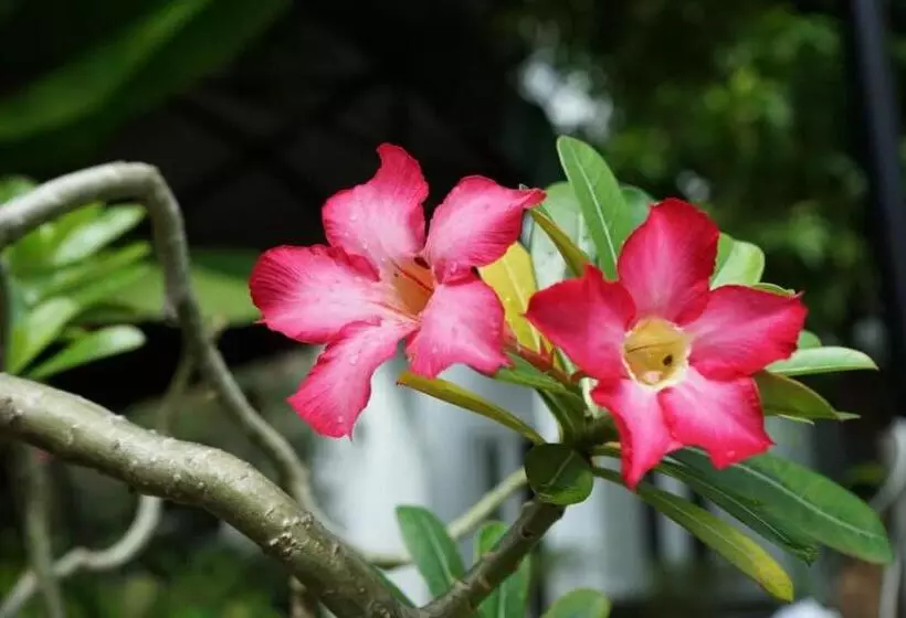 Fotos del hotel Vimean Sovannaphoum Resort:  6