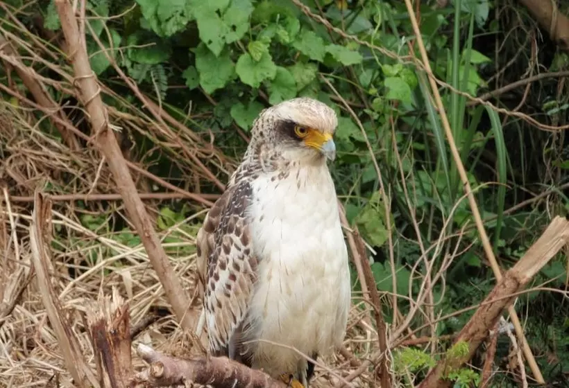 Fotos del hotel Nagura Village:  4