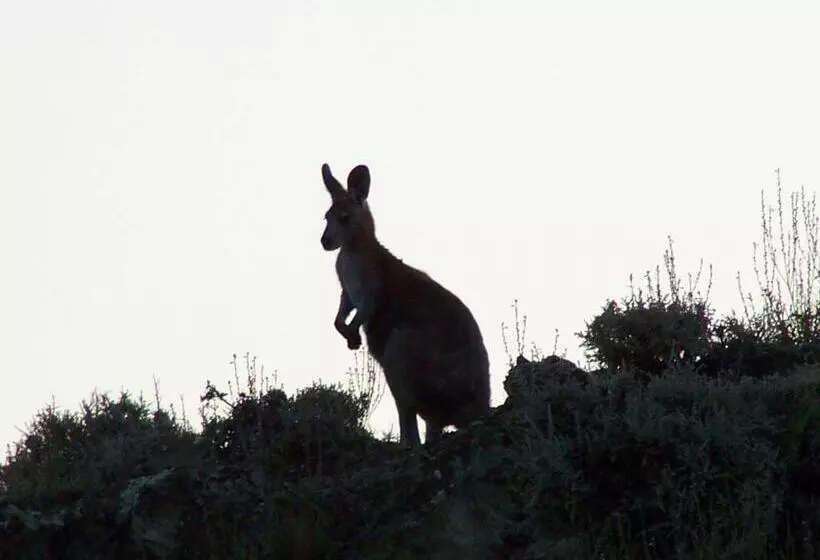Fotos del hotel Burra Motor Inn:  13