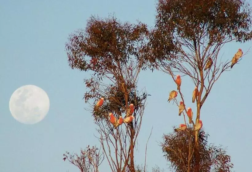 Fotos del hotel Burra Motor Inn:  19