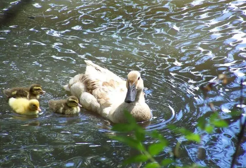 Fotos del hotel Burra Motor Inn:  10
