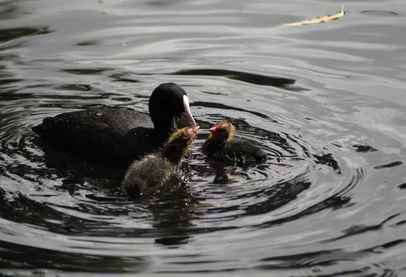 Fotos del hotel Burra Motor Inn:  7