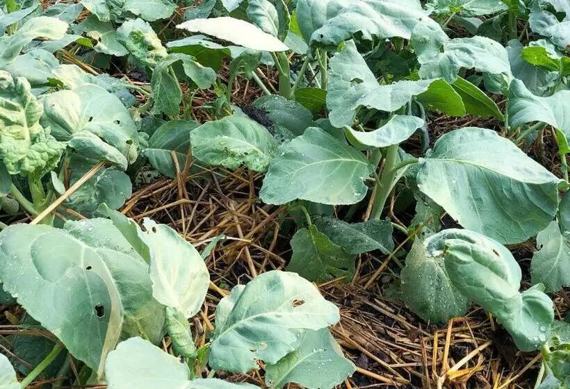 Fotos del hotel Chayada Garden House And Resort:  10