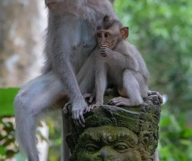 Fotos del hotel Tejaprana Resort & Spa:  5