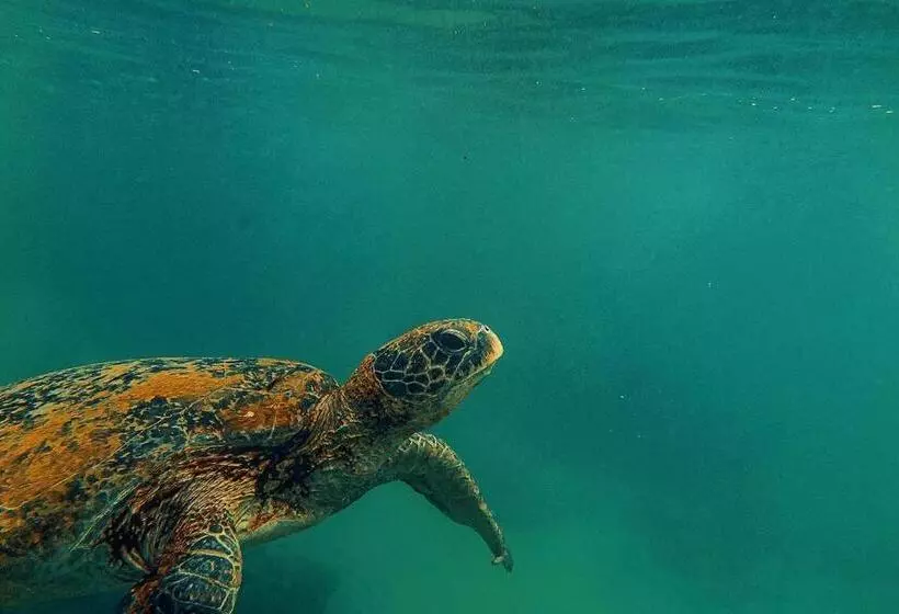 Fotos del hotel Blue Sky Beach Resort:  5