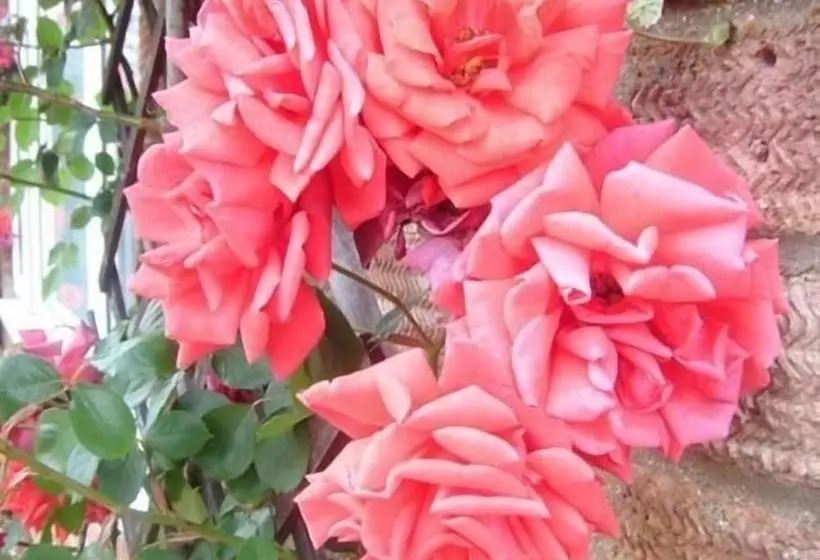 Fotos del hotel Rosa's Bed And Breakfast:  4