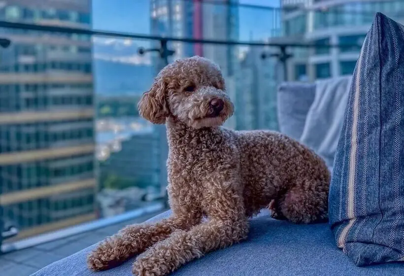 Fotos del hotel Trump International  & Tower Vancouver:  7