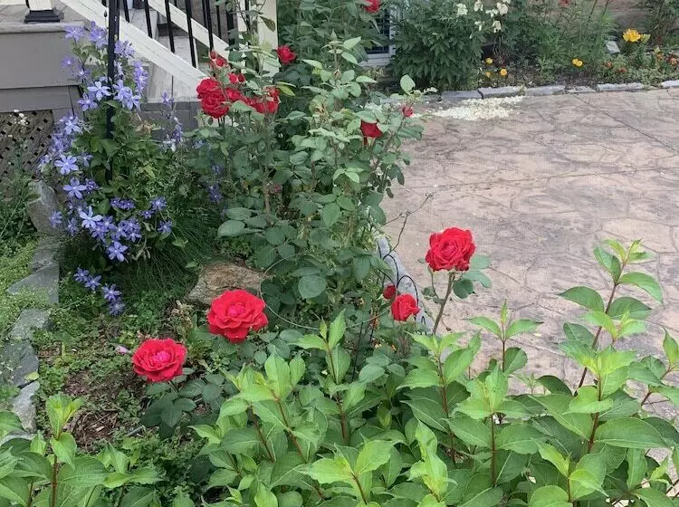 Fotos del hotel Green Oaks B&b:  25